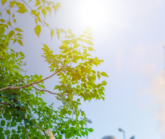 zdjęcie drzewa, w tle komin przemysłowy